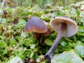 Macrocystidia cucumis
