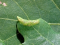 Macrodiplosis_pustularis.jpg