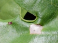 Macrodiplosis roboris