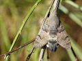 Macroglossum_stellatarum.jpg