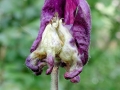 Macrolabis_aquilegiae.jpg