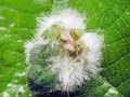 Macrolabis_incolens.jpg