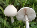 Macrolepiota_excoriata.jpg
