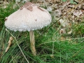 Macrolepiota_mastoidea.jpg