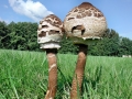 Macrolepiota procera