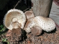 Macrolepiota_rachodes_var_hortensis.jpg