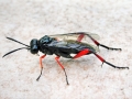 Macrophya diversipes