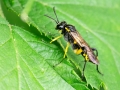 Macrophya_montana_Weibchen.jpg