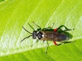 Macrophya punctumalbum
