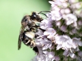 Macropis europaea