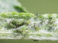 Macrosiphoniella_tanacetaria.jpg