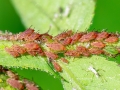 Macrosiphum_rosae.jpg