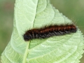 Macrothylacia rubi (Raupe)