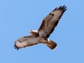Mäusebussard
