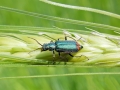 Malachius_bipustulatus_Weibchen.jpg