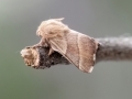 Malacosoma neustria