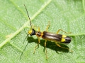 Malthinus cf. flaveolus