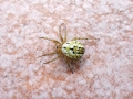 Mangora_acalypha.jpg
