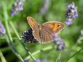 Maniola jurtina