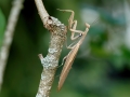 Mantis_religiosa.jpg