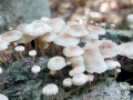 Marasmiellus ramealis
