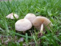 Marasmius oreades