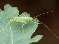 Meconema thalassinum