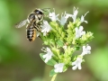 Megachile_centuncularis.jpg
