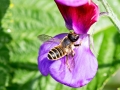 Megachile_ericetorum.jpg