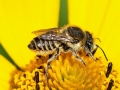 Megachile_pilidens.jpg