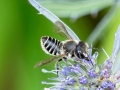 Megachile rotundata