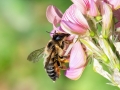 Megachile_willughbiella_Weibchen.jpg