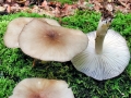 Megacollybia platyphylla