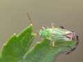 Megalocoleus_tanaceti.jpg