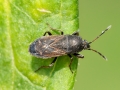 Megalonotus_chiragra.jpg