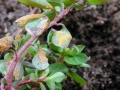 Melampsora_euphorbiae.jpg