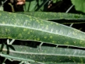 Melampsora_euphorbiae_dulcis.jpg