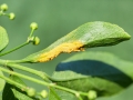 Melampsora euonymi-capraearum