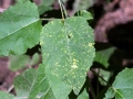 Melampsora populnea