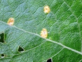 Melampsora_salicina.jpg