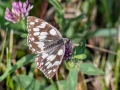 Melanargia_galathea.jpg