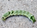 Melanchra persicariae (Raupe)