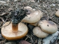 Melanoleuca_cognata.jpg