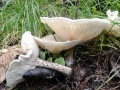 Melanoleuca_verrucipes.jpg