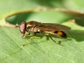 Melanostoma_mellinum.jpg