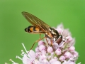 Melanostoma_scalare_Weibchen.jpg