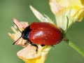 Melasoma populi