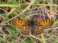 Melitaea_cinxia.jpg