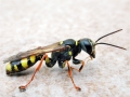 Mellinus_arvensis.jpg