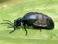 Meloe_violaceus.jpg